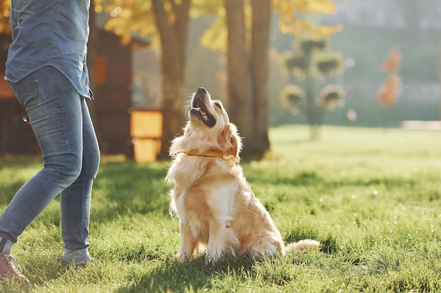 Young woman have a walk with Golden Retriever in the park