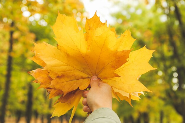 Young woman hold yellow leaves in autumn park