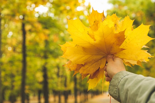 Young woman hold yellow leaves in autumn park