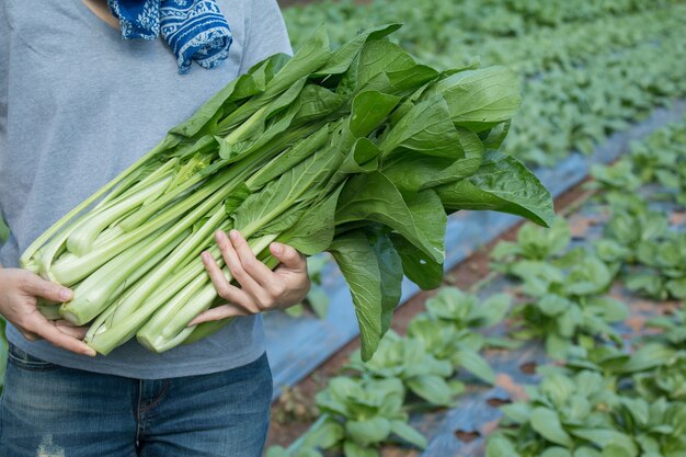 彼女の庭で新しく収穫された野菜を保持している若い女性