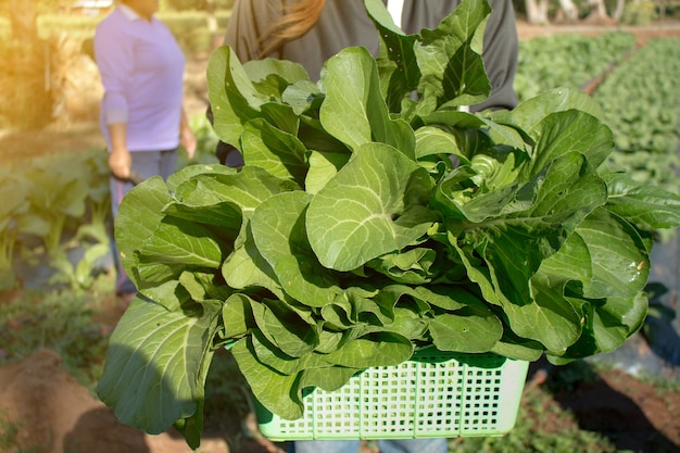 彼女の庭で新しく収穫された野菜を保持している若い女性