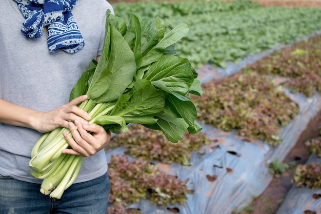 彼女の庭で新しく収穫された野菜を保持している若い女性