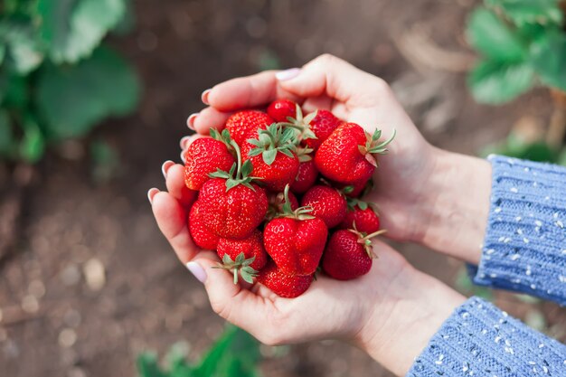 Young woman holding freshly picked strawberries