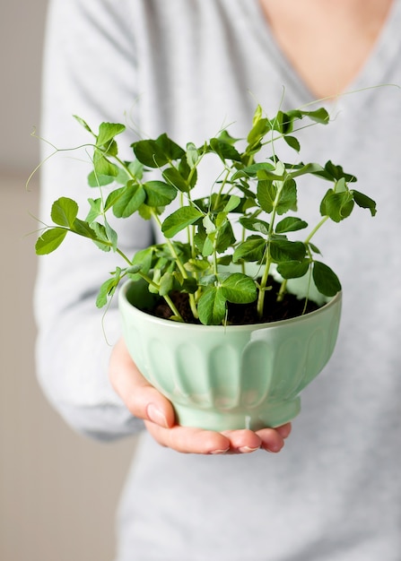 Young woman holding green bowl with sweet pea seedlings