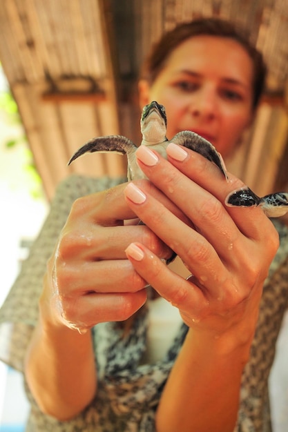 孵化したカメを手に持った若い女性。シータートル孵化場センター、ゴール、スリランカ