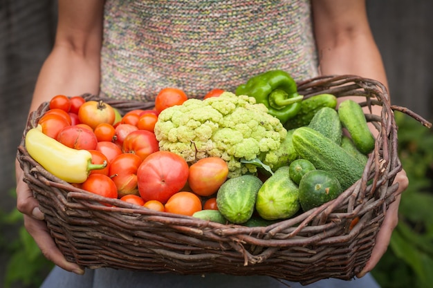 young woman holds basket with red tomatoes, green cucumbers and cauliflower in her hands