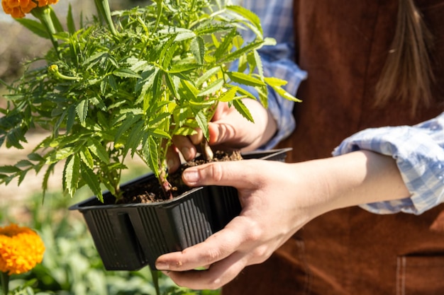 若い女性が美しい花の苗を鉢に植えている 女性は庭で花の手入れをしている マリーゴールド