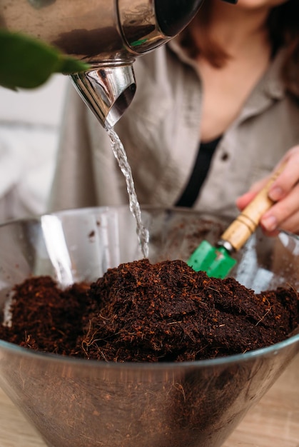 Young woman is transplanting houseplant spring fertilizer for home flowers