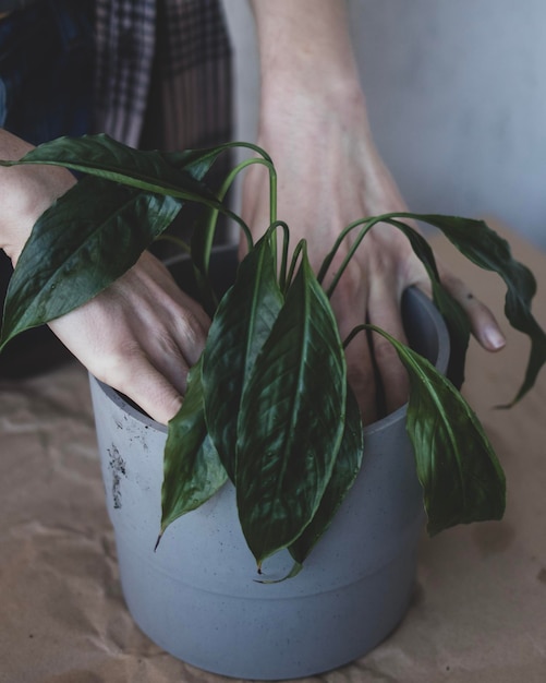 A young woman is transplanting a peace lily plant into a new pot in springtime