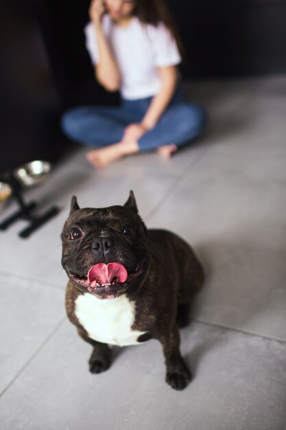 Young woman in kitchen during quarantine. Vertical picture of dark skinned french bulldog look in camera with pink tongue out of mouth. Girl sit behind on floor and talk on phone. Blurred background.