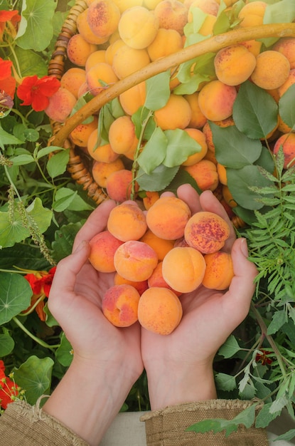 Young woman picking apricots