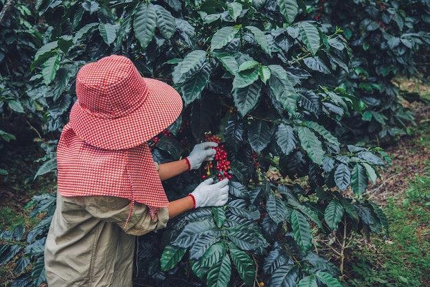 写真 植物からベリーを摘む若い女性