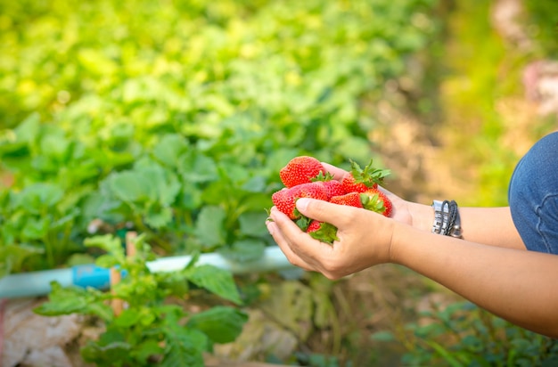 Young woman picking strawberries from the farm,copy space.