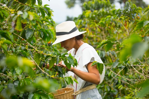 Giovane donna che raccoglie chicchi di caffè in colombia