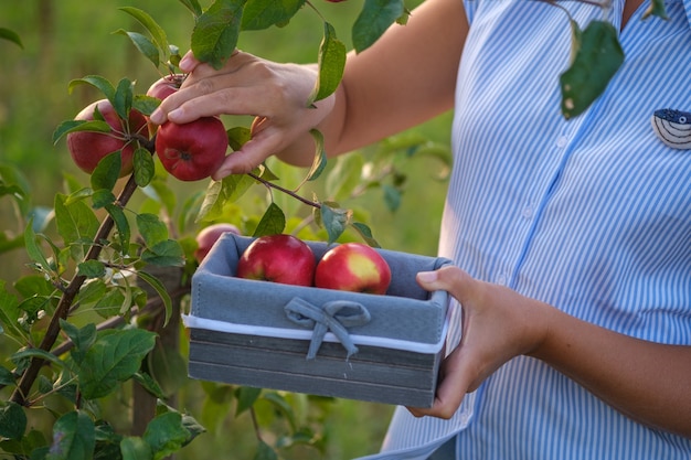 La giovane donna raccoglie le mele rosse da un albero nel giardino in un canestro