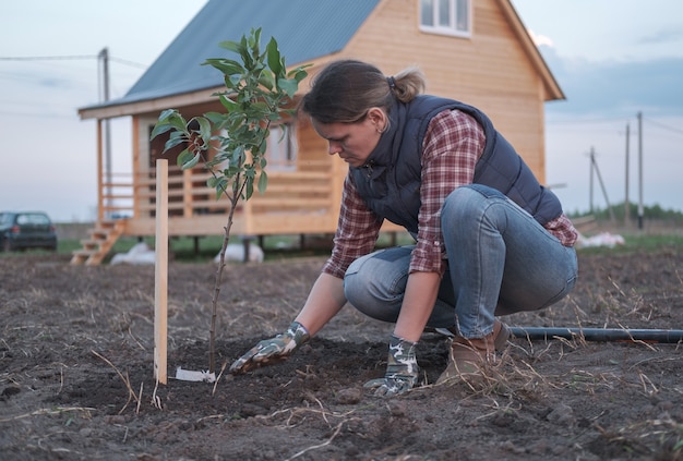 집 근처 정원에서 사과 나무를 심는 젊은 여자. 봄에 과일 나무 모종 심기