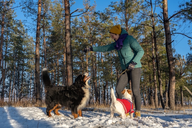 冬に雪と一緒に歩いている間、若い女性は赤いセーターとバーニーズマウンテンドッグでジャックラッセルテリアウェアで遊ぶ