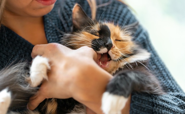 Young woman playing with charming long-haired three-color orange-black-and-white cat in her hands. Kitten biting her hand while playing. Selective focus on cat muzzle.