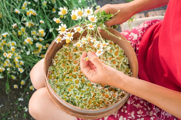 young woman plucks medical chamomile flowers for drying and harvesting for medicinal tea