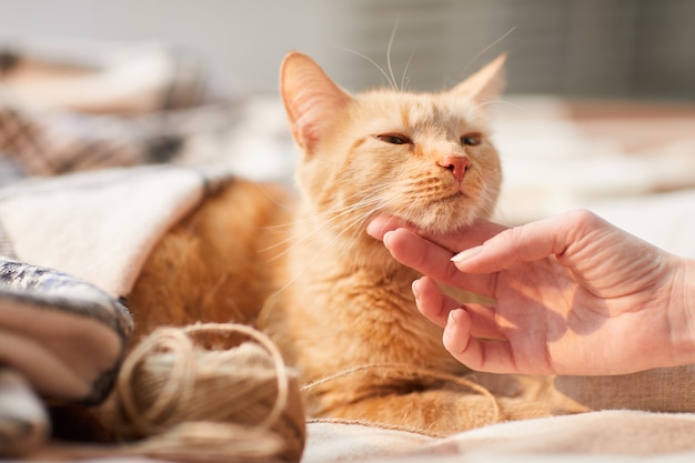 생강 고양이 쓰 다듬어 젊은 여자