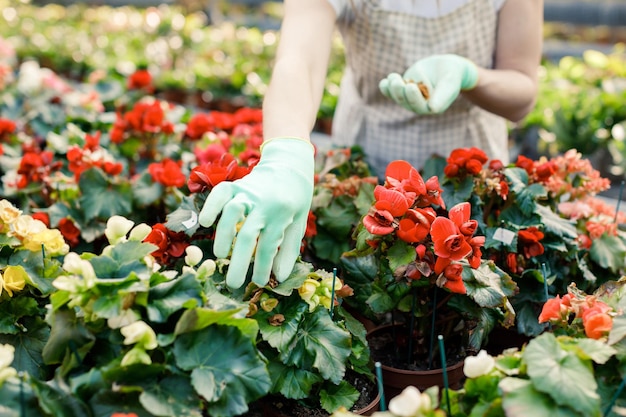 Young woman takes care of flowerpots in a greenhouse The concept of growing plants