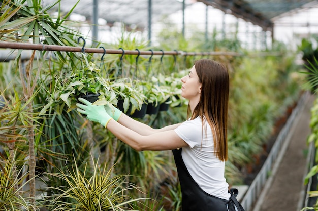 Young woman takes care of flowerpots in a greenhouse The concept of growing plants