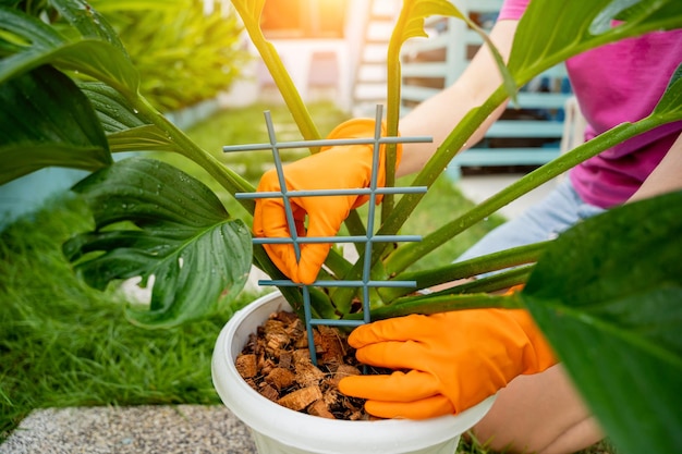 A young woman takes care of the garden and tying up plants