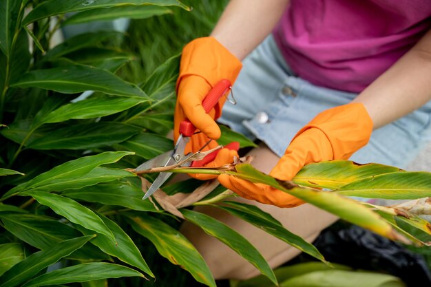 若い女性が庭を世話し植物に水を注ぎ肥料を施しプルーンを切る