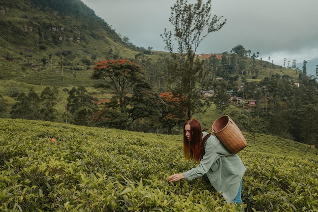 Young woman tourist at a tea plantation in Sri Lanka picks tea