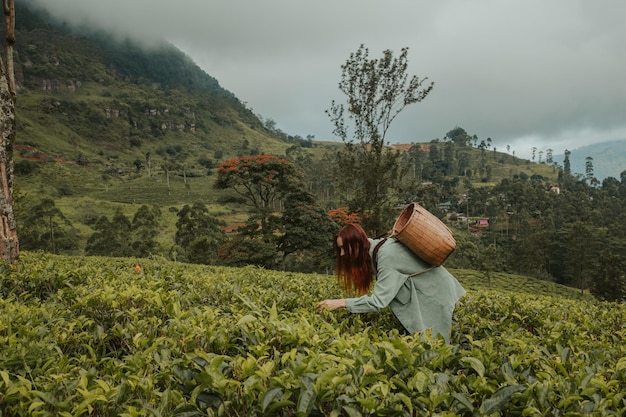 Young woman tourist at a tea plantation in Sri Lanka picks tea