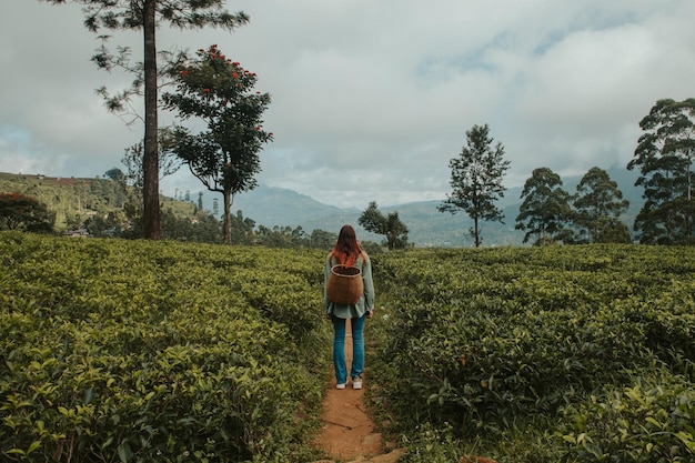 Young woman tourist at a tea plantation in Sri Lanka picks tea