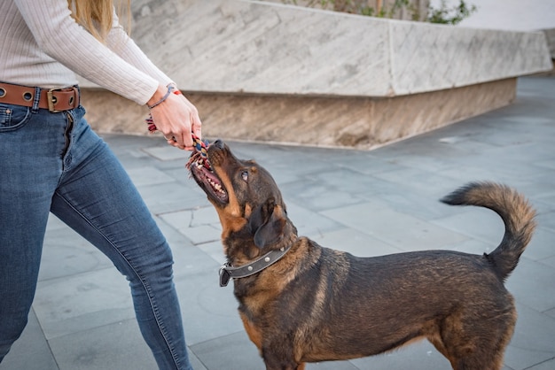 Young woman trains her dog outdoors behavior with games and reward