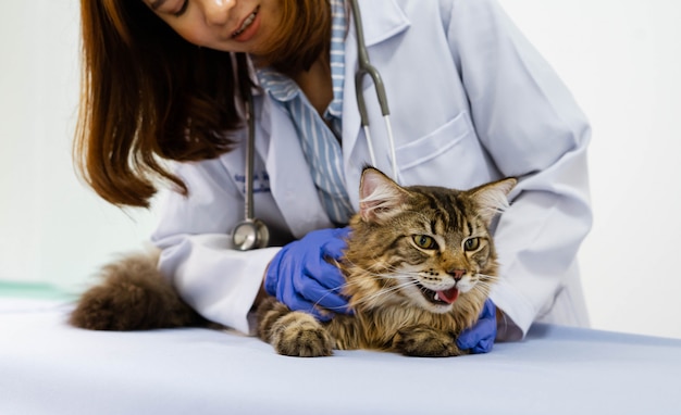 Foto gatto d'esame veterinario della giovane donna sulla tavola in clinica veterinaria