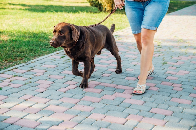 若い女性が犬と一緒に公園を散歩します。茶色のラブラドールが飼い主の隣のひもにつないで歩いています。夏の散歩。犬の訓練。