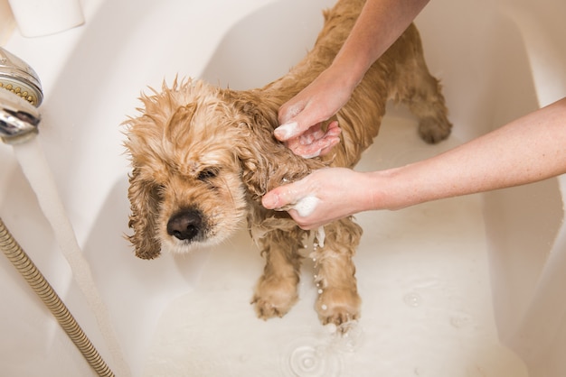 Young woman washing dog.