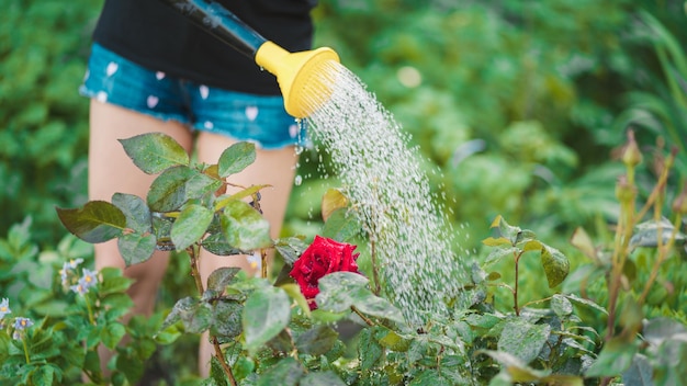 물을 깡통에서 채소밭에 물을 주는 젊은 여성 빨간 장미에 물을 주는 여성의 손 클로즈업 여름 및 정원 관리의 개념