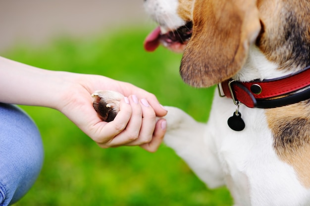 Young woman with Beagle dog in the summer park.