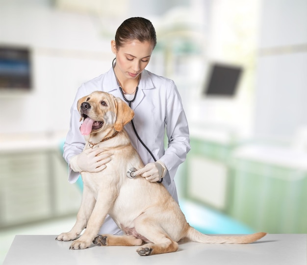 犬と若い女性