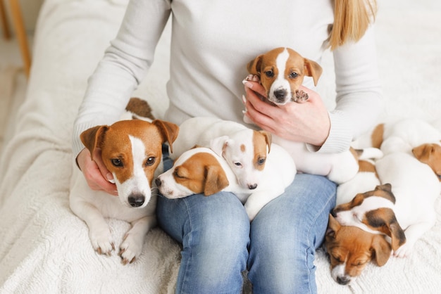 Giovane donna con il suo simpatico jack russell terrier su una sedia a casa animale domestico bianco