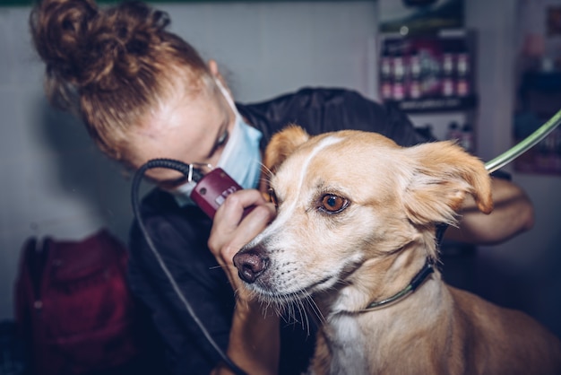 A young woman with a mask cuts the hair of a medium-sized brown dog