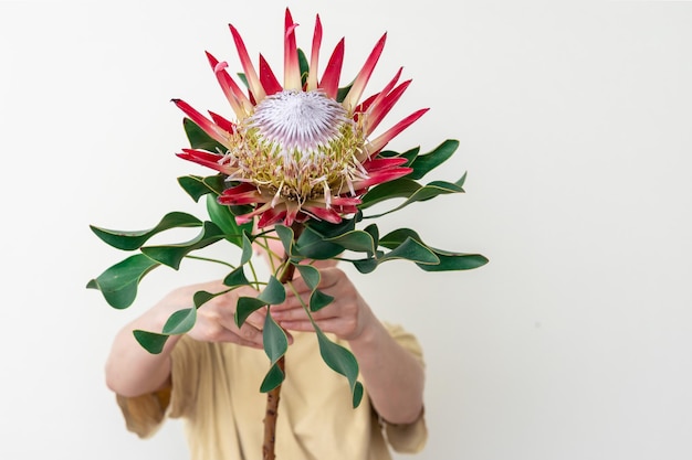 白い背景の上のプロテアの花を持つ若い女性