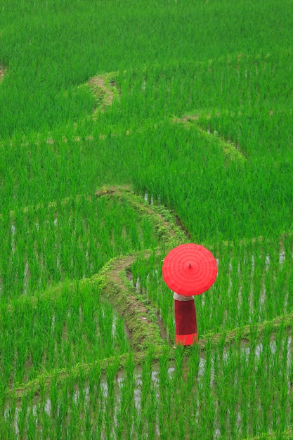 Young woman with red umbrella relaxing in green rice terraces