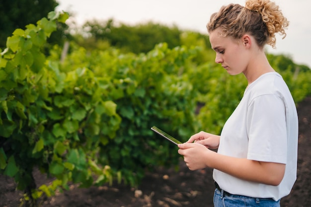 포도원 사이에 서서 컴퓨터 태블릿을 사용하는 젊은 여성 노동자 공간 복사 농업에 현대 기술을 사용하는 스마트 농업 앱과 인터넷 사용