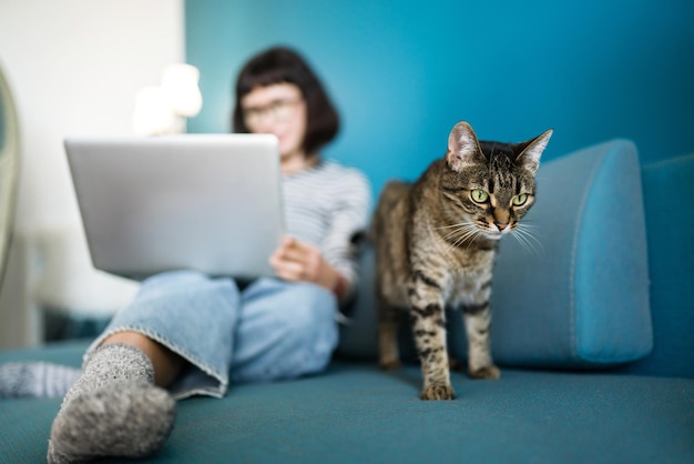 Young woman working with laptop and with a cat sitting in modern living room at home.