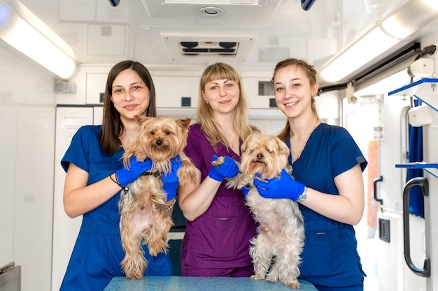 Young women professional pet doctors posing with yorkshire terriers inside pet ambulance. animals healthcare concept