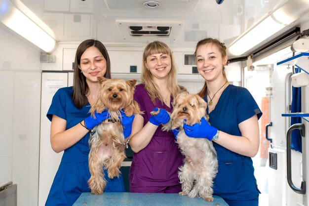 Young women professional pet doctors posing with yorkshire terriers inside pet ambulance