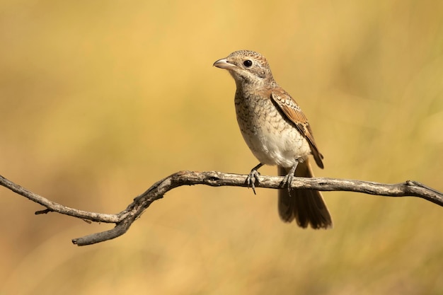 Young Woodchat shrike chick in a Mediterranean forest with the first light of the day on a branch