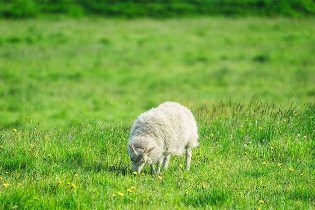 Young woolly sheep with horn grazing grass on meadow in agriculture field at countryside
