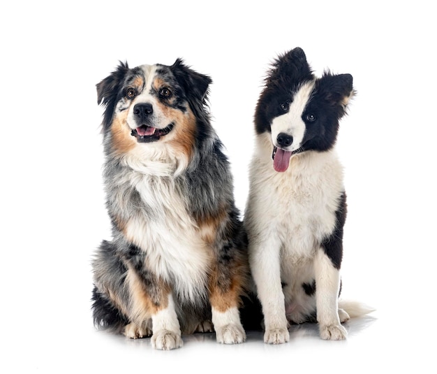 Young Yakutian Laika and australian shepherd