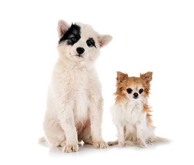 Young Yakutian Laika and chihuahua in front of white background